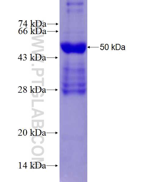 IL-9R fusion protein Ag28178 SDS-PAGE