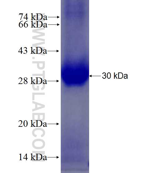 IL-9R fusion protein Ag28190 SDS-PAGE
