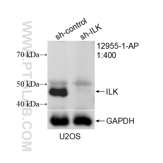 Western Blot (WB) analysis of U2OS cells using ILK Polyclonal antibody (12955-1-AP)