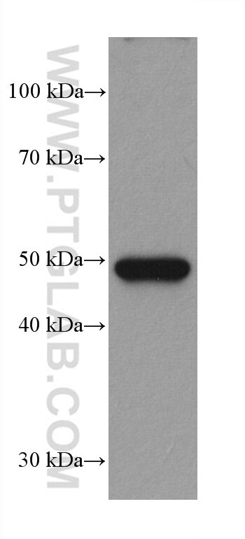 Western Blot (WB) analysis of pig colon tissue using ILK Monoclonal antibody (67724-1-Ig)