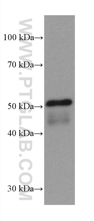 Western Blot (WB) analysis of mouse colon tissue using ILK Monoclonal antibody (67724-1-Ig)