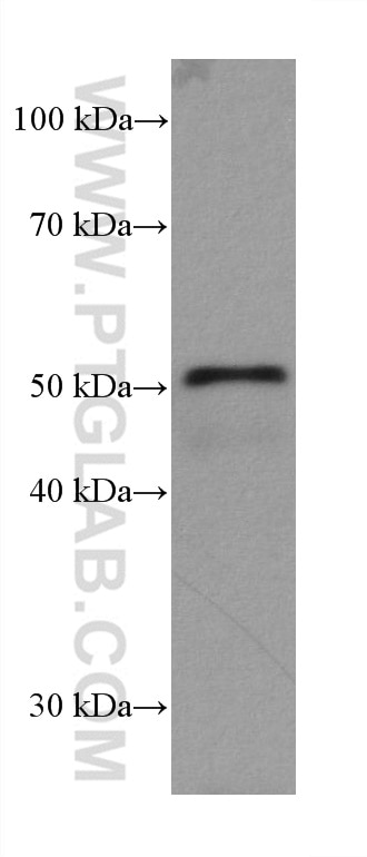 WB analysis of rat colon using 67724-1-Ig