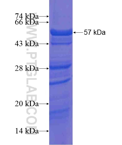 ILK fusion protein Ag21494 SDS-PAGE