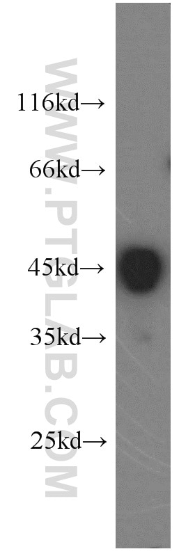 Western Blot (WB) analysis of HepG2 cells using ILKAP Polyclonal antibody (16017-1-AP)