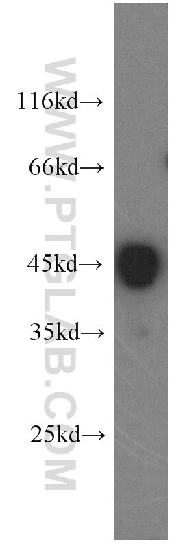 WB analysis of HepG2 using 16017-1-AP