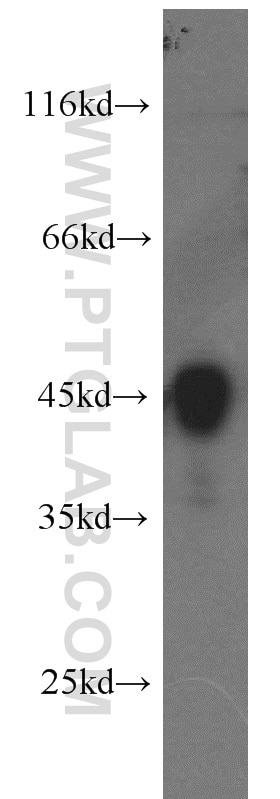 WB analysis of K-562 using 16017-1-AP