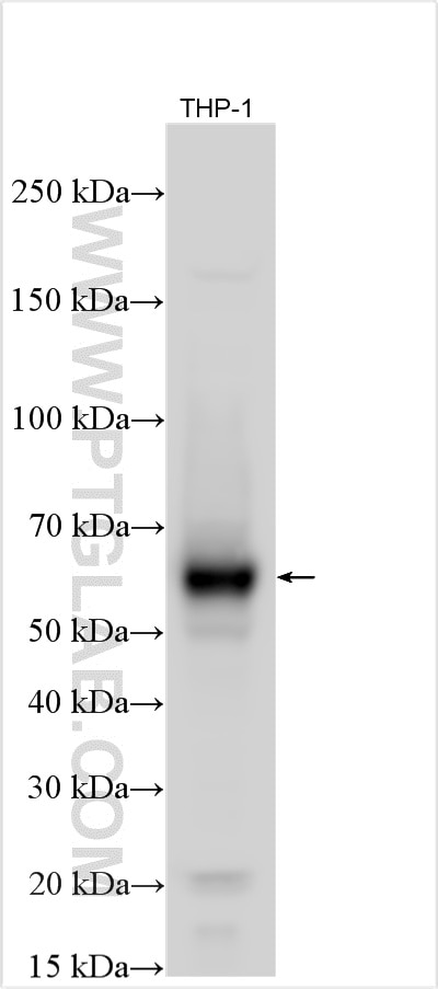 Western Blot (WB) analysis of various lysates using ILT-3/LILRB4 Polyclonal antibody (28422-1-AP)