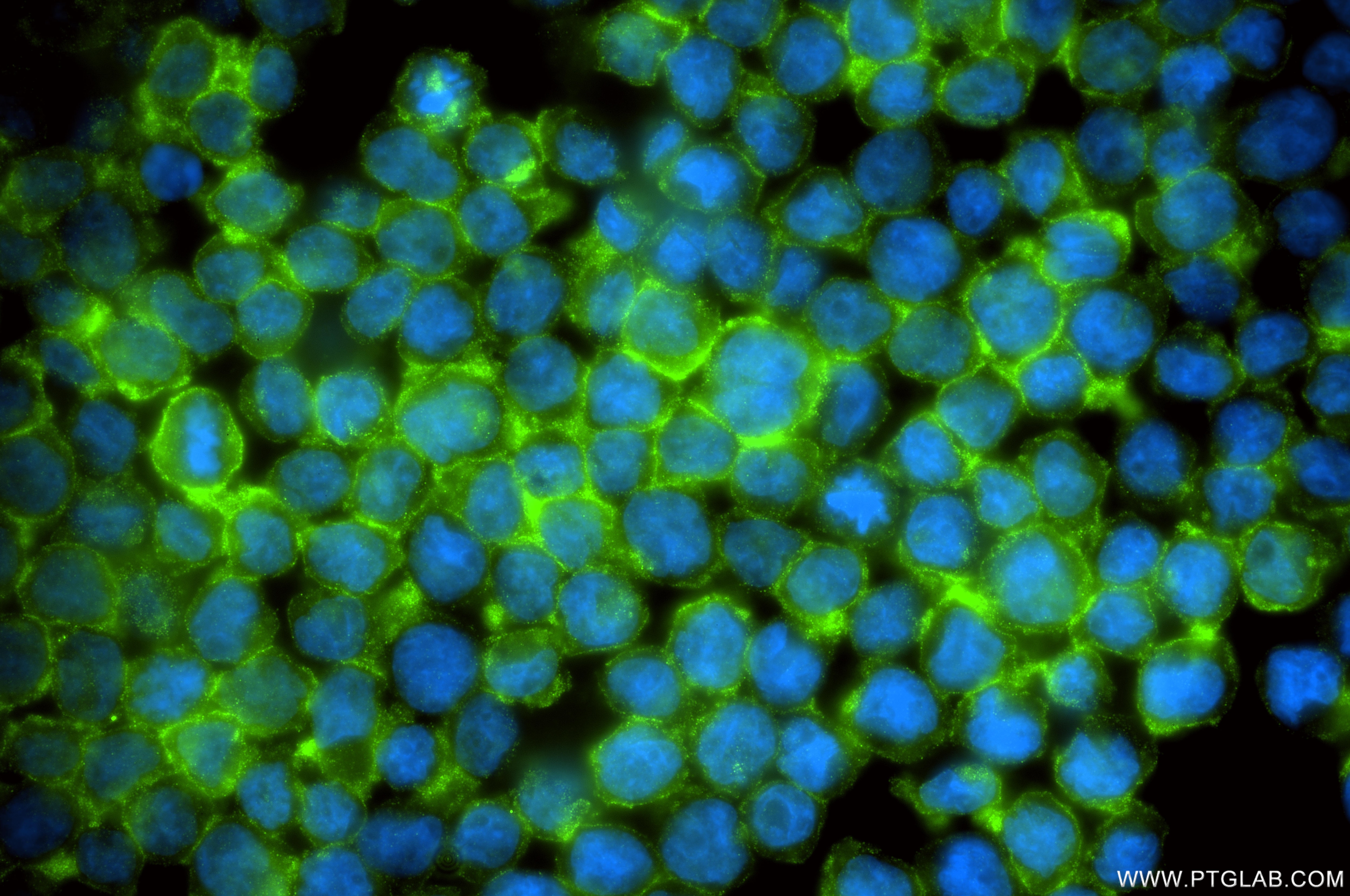 Immunofluorescence (IF) / fluorescent staining of THP-1 cells using ILT-3/LILRB4 Recombinant monoclonal antibody (86142-1-RR)