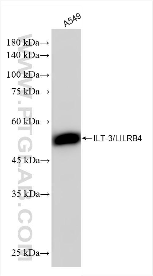 Western Blot (WB) analysis of A549 cells using ILT-3/LILRB4 Recombinant antibody (86142-1-RR)