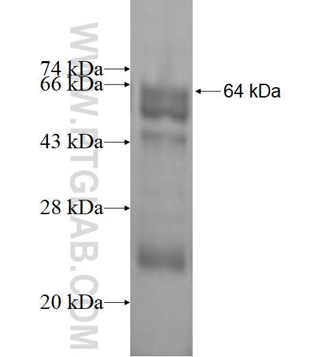 ILVBL fusion protein Ag1729 SDS-PAGE