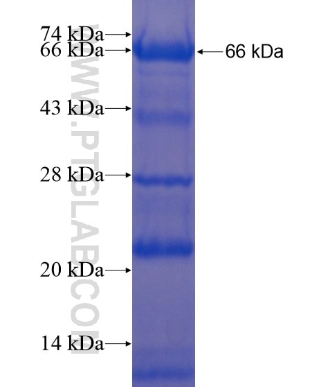 ILVBL fusion protein Ag21495 SDS-PAGE