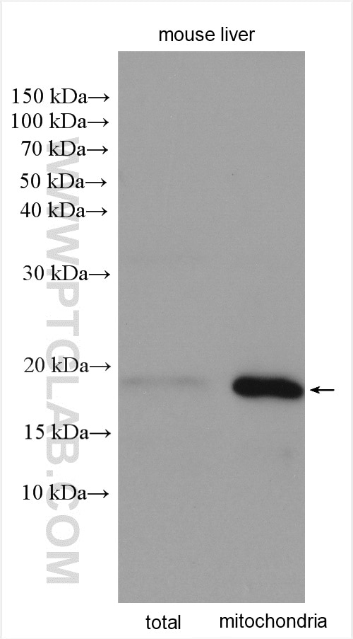 Western Blot (WB) analysis of various lysates using IMMP1L Polyclonal antibody (16434-1-AP)