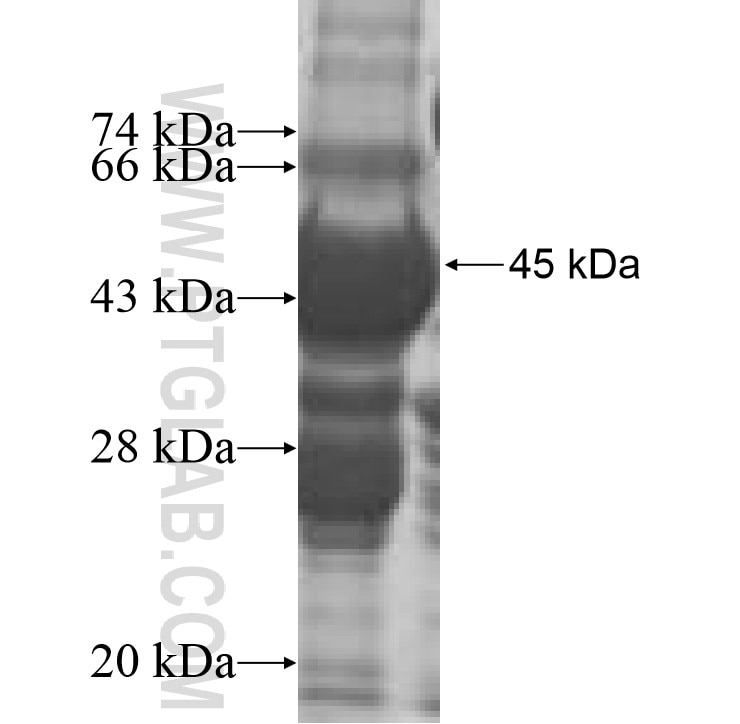 IMMP1L fusion protein Ag9747 SDS-PAGE