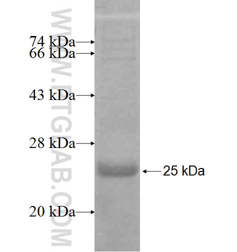 IMMP1L fusion protein Ag9924 SDS-PAGE