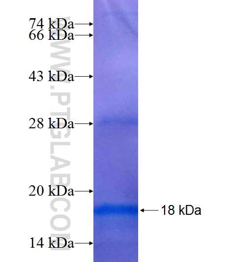 IMMP2L fusion protein Ag8752 SDS-PAGE
