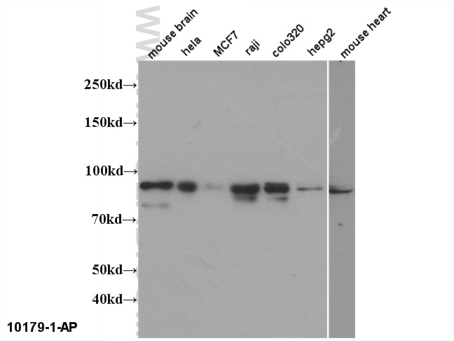 Mitofilin Polyclonal antibody