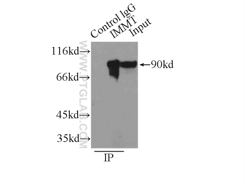 Immunoprecipitation (IP) experiment of Raji cells using Mitofilin Polyclonal antibody (10179-1-AP)