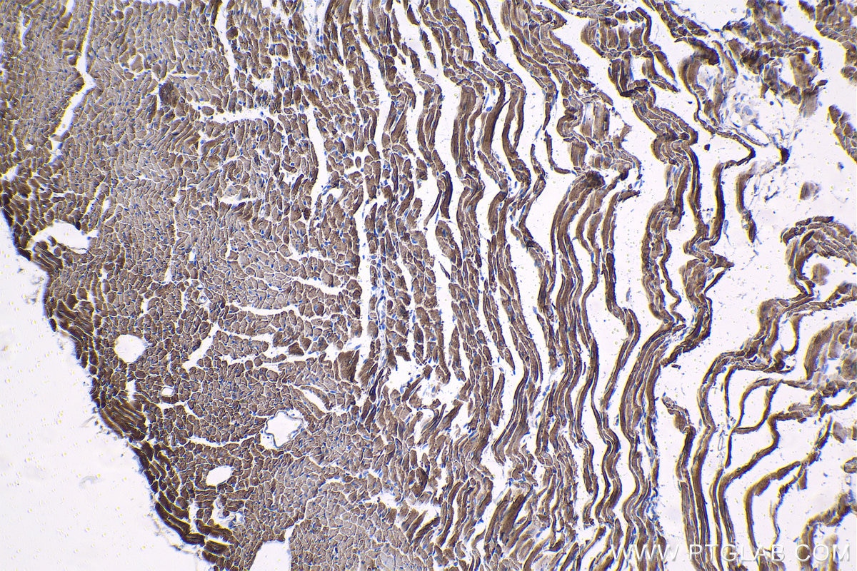 Immunohistochemistry (IHC) staining of mouse heart tissue using IMMT Monoclonal antibody (68226-1-Ig)