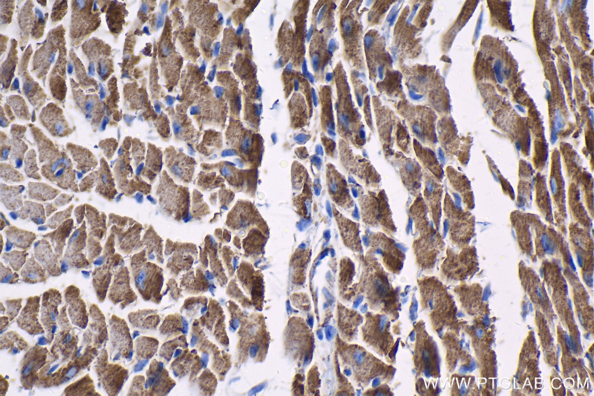 Immunohistochemistry (IHC) staining of mouse heart tissue using IMMT Monoclonal antibody (68226-1-Ig)