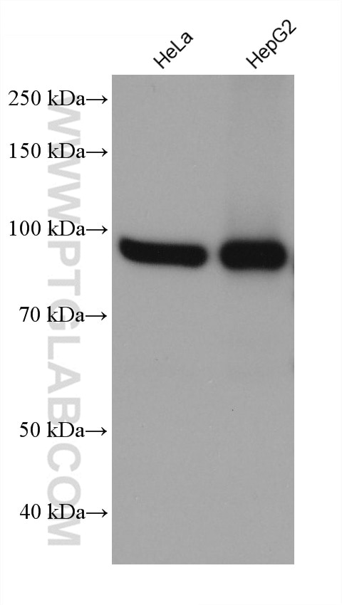 Western Blot (WB) analysis of various lysates using IMMT Monoclonal antibody (68226-1-Ig)