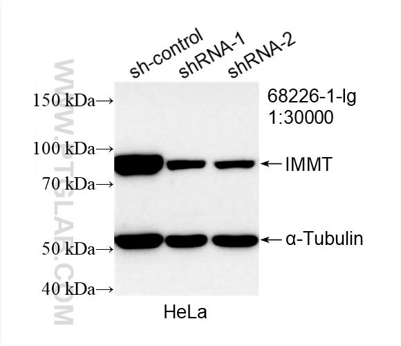 Western Blot (WB) analysis of HeLa cells using IMMT Monoclonal antibody (68226-1-Ig)