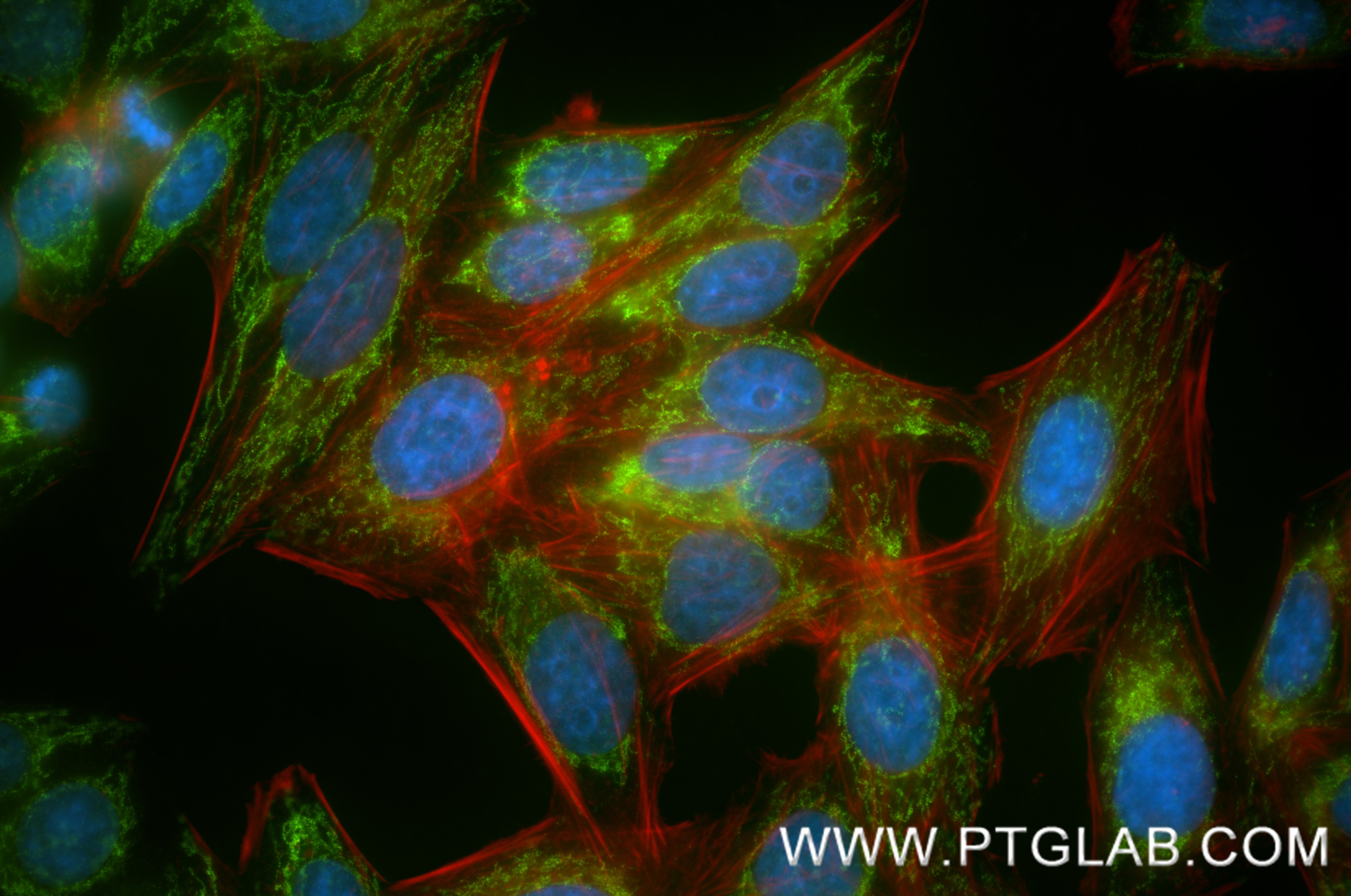 IF Staining of HepG2 using 88213-2-RR (same clone as 88213-2-PBS) Immunofluorescence (IF) / fluorescent staining of HepG2 cells using IMMT Recombinant monoclonal antibody (88213-2-RR)