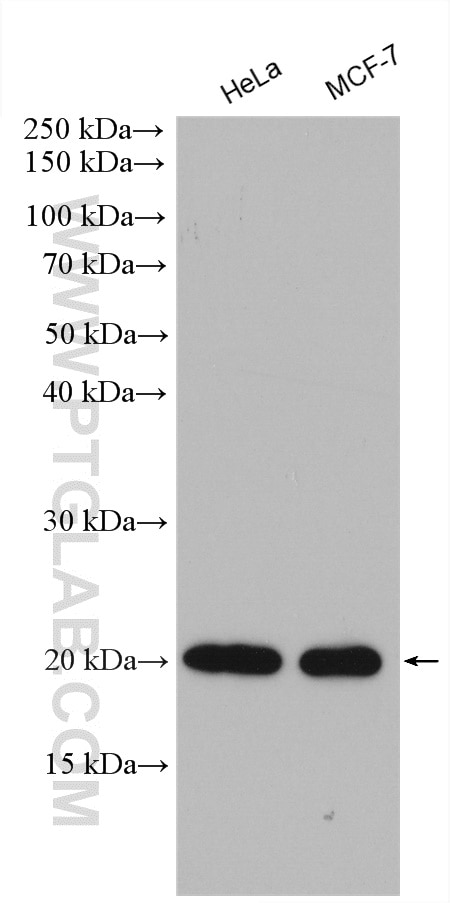 Western Blot (WB) analysis of various lysates using IMP3 Polyclonal antibody (12750-1-AP)