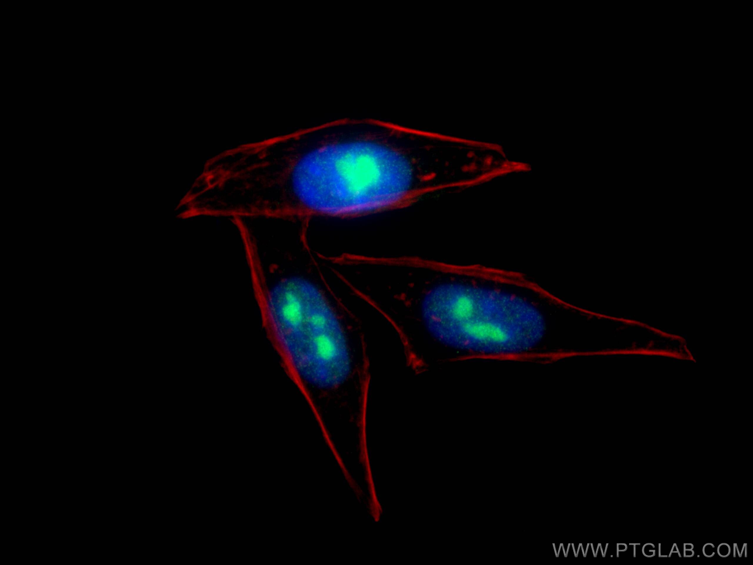 Immunofluorescence (IF) / fluorescent staining of HepG2 cells using IMP3 Monoclonal antibody (66247-1-Ig)