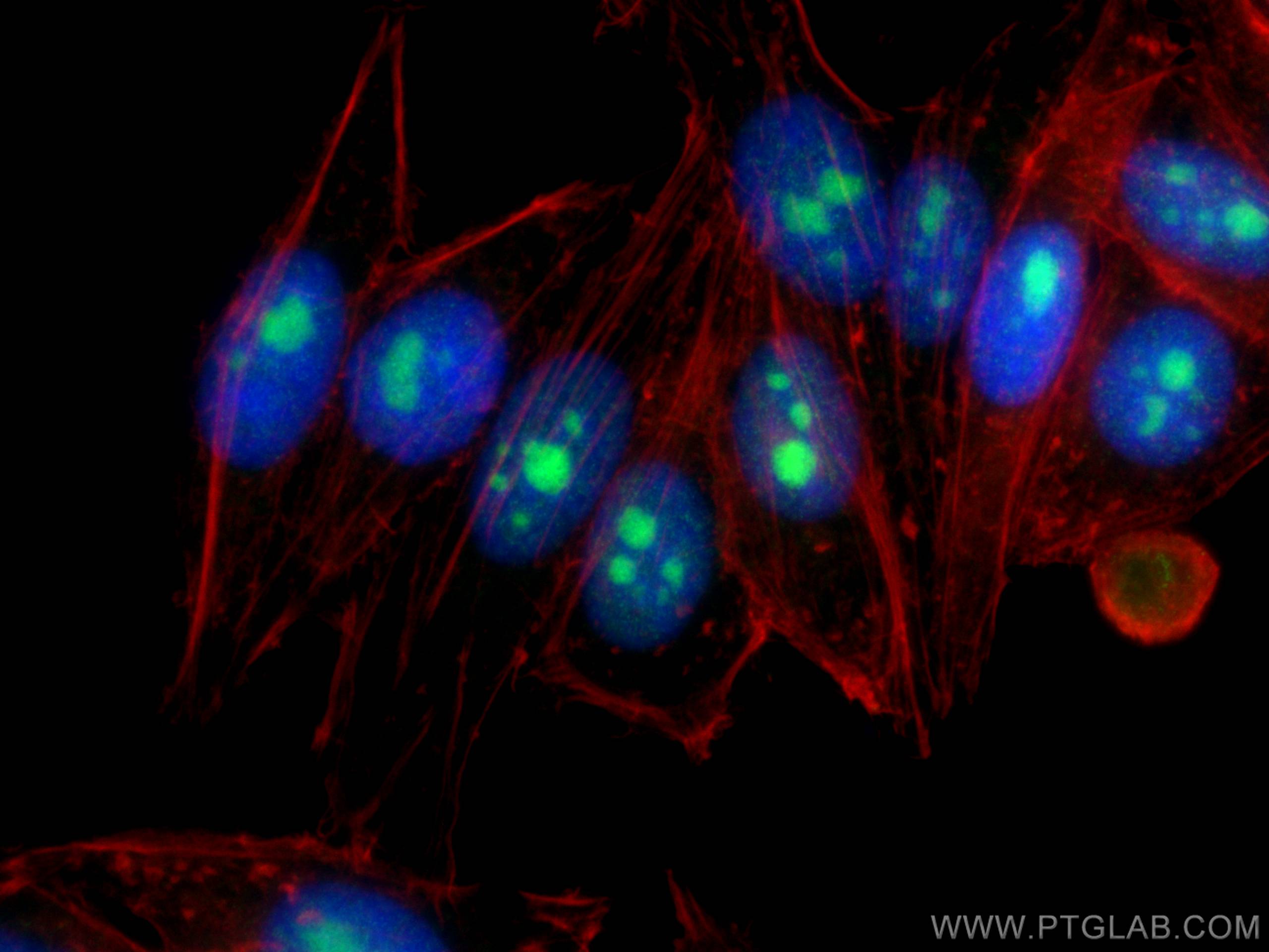 Immunofluorescence (IF) / fluorescent staining of HepG2 cells using IMP3 Monoclonal antibody (66247-1-Ig)