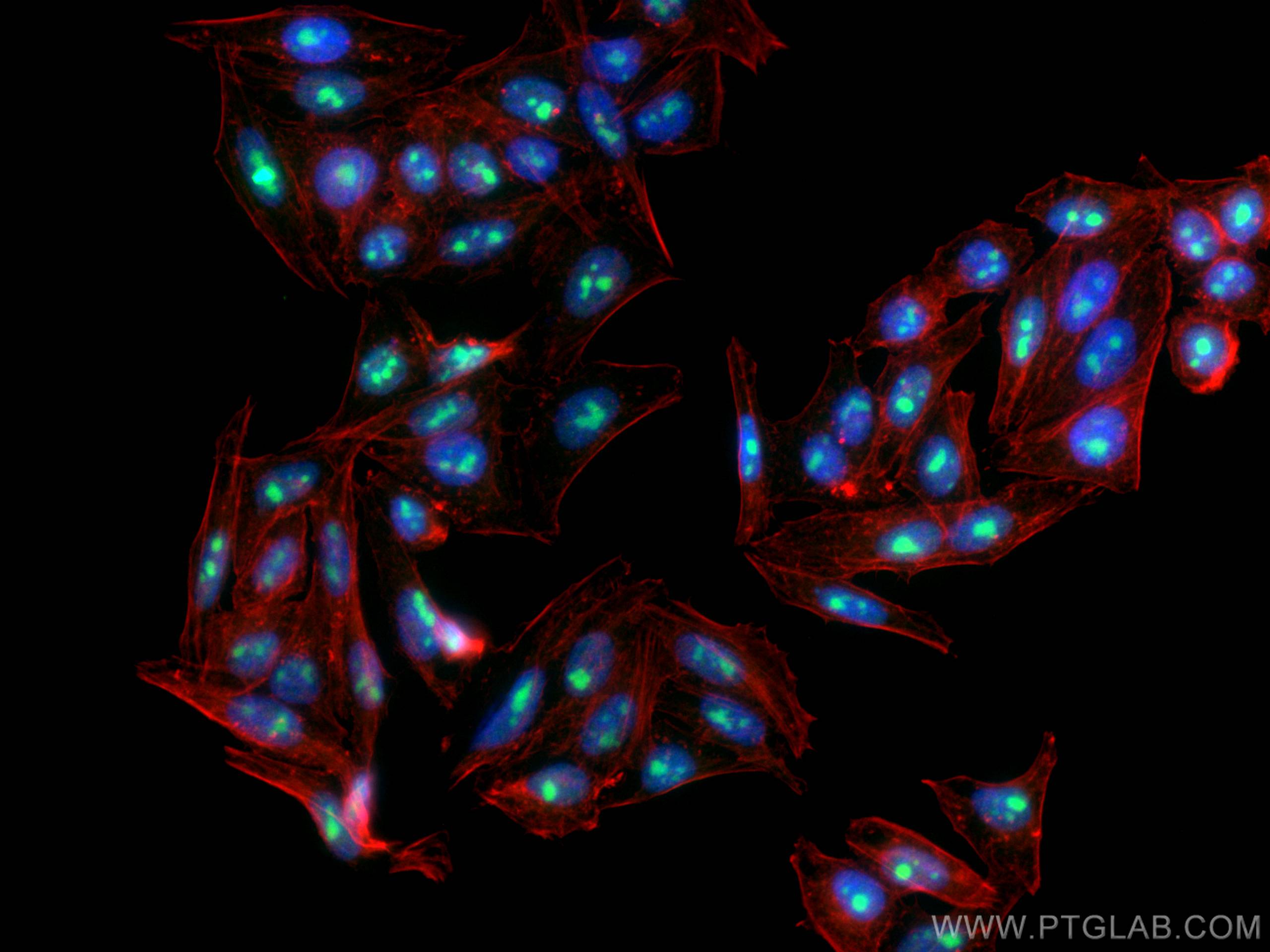 Immunofluorescence (IF) / fluorescent staining of HepG2 cells using IMP3 Monoclonal antibody (66247-1-Ig)