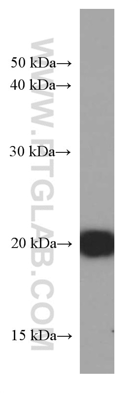 Western Blot (WB) analysis of HepG2 cells using IMP3 Monoclonal antibody (66247-1-Ig)