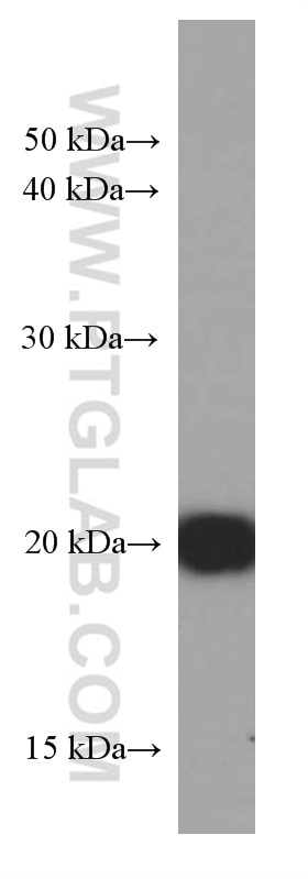 WB analysis of HepG2 using 66247-1-Ig