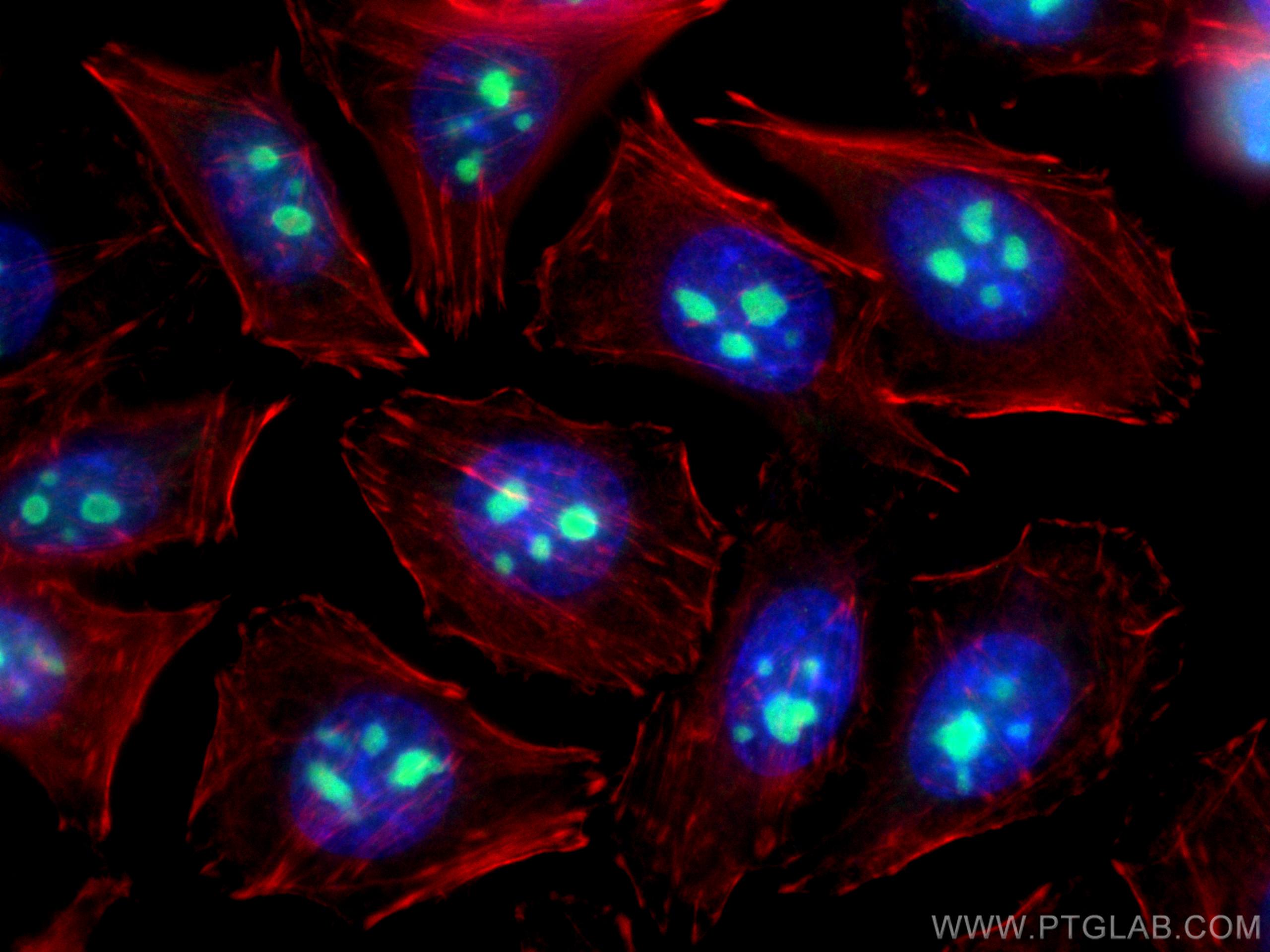 Immunofluorescence (IF) / fluorescent staining of HepG2 cells using CoraLite® Plus 488-conjugated IMP3 Monoclonal anti (CL488-66247)