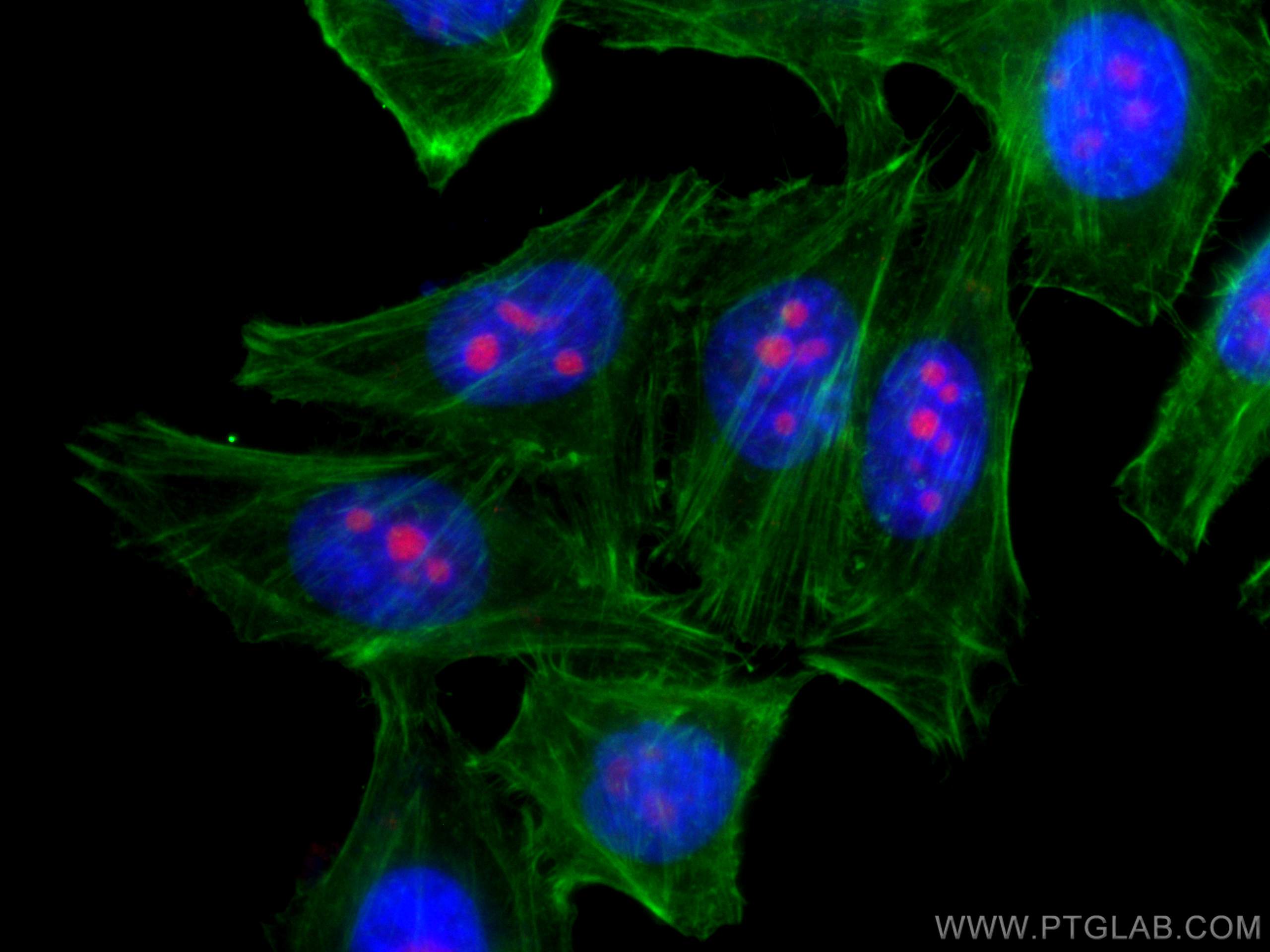 Immunofluorescence (IF) / fluorescent staining of HepG2 cells using CoraLite®594-conjugated IMP3 Monoclonal antibody (CL594-66247)