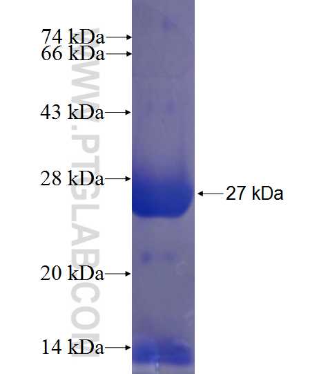 IMP3 fusion protein Ag23602 SDS-PAGE