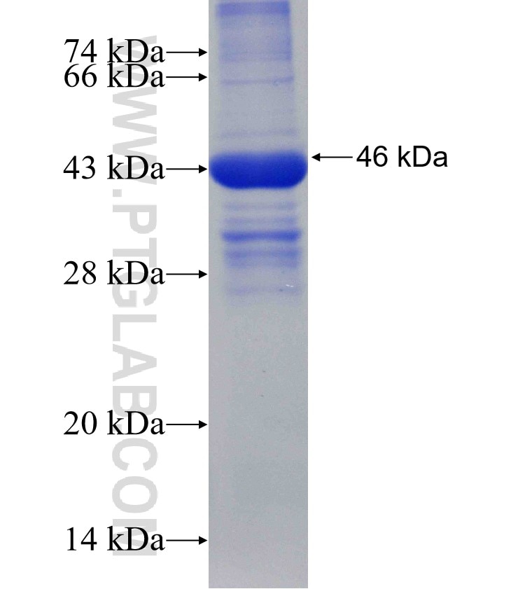 IMP3 fusion protein Ag3477 SDS-PAGE
