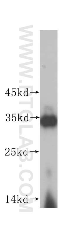 Western Blot (WB) analysis of HepG2 cells using IMP4 Polyclonal antibody (16205-1-AP)