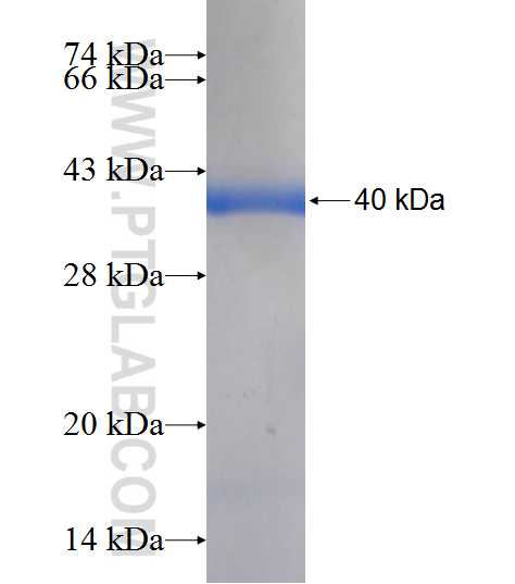 IMP4 fusion protein Ag9165 SDS-PAGE