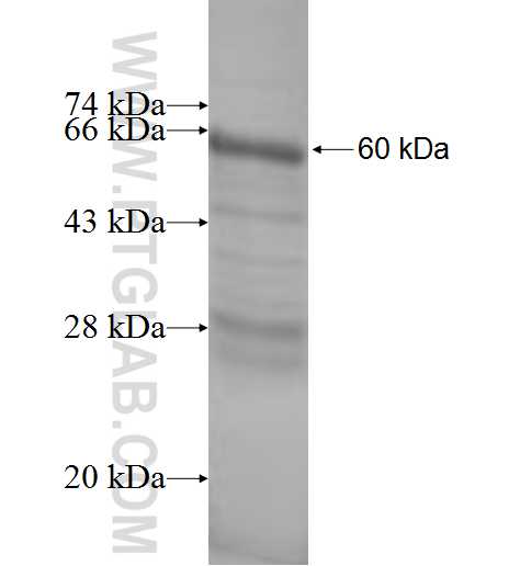 IMP4 fusion protein Ag9175 SDS-PAGE