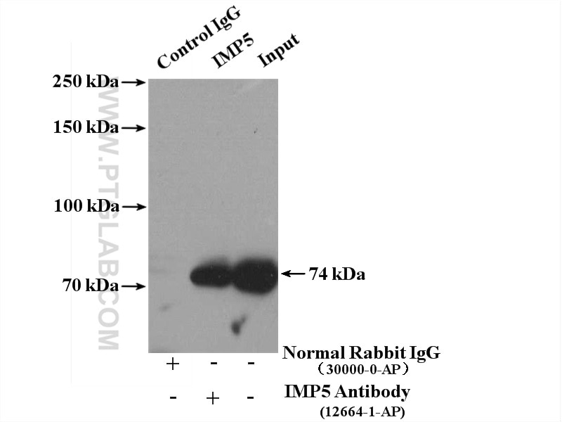 Immunoprecipitation (IP) experiment of HEK-293 cells using IMP5 Polyclonal antibody (12664-1-AP)