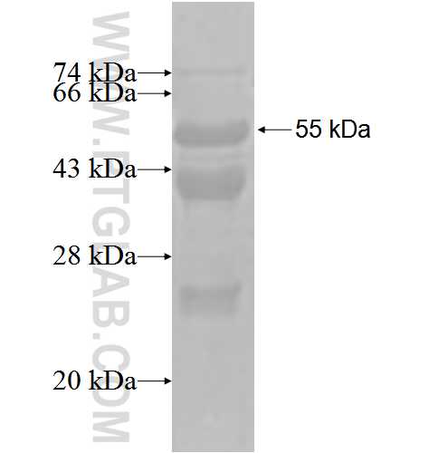 IMP5 fusion protein Ag3345 SDS-PAGE