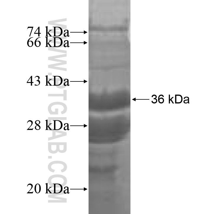 IMP5 fusion protein Ag9134 SDS-PAGE