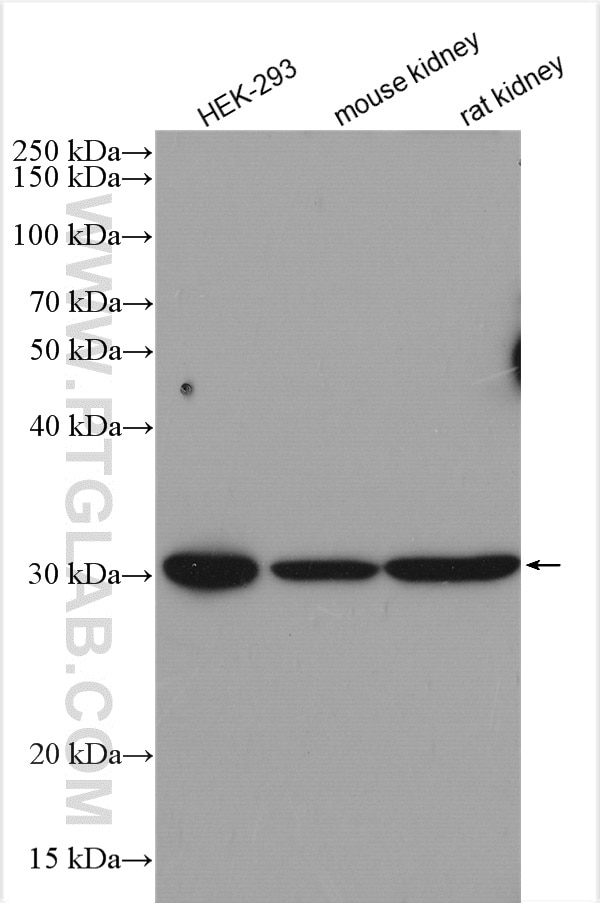 Western Blot (WB) analysis of various lysates using IMPA1 Polyclonal antibody (16593-1-AP)