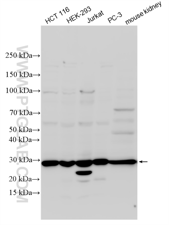 Various lysates were subjected to SDS PAGE followed by western blot with 16593-1-AP (IMPA1 antibody) at dilution of 1:2000 incubated at room temperature for 1.5 hours. Western Blot (WB) analysis of various lysates using IMPA1 Polyclonal antibody (16593-1-AP)