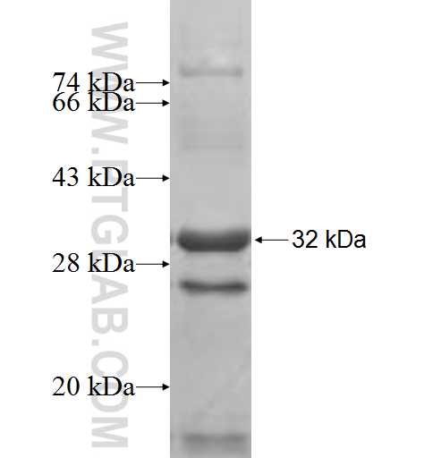 IMPA1 fusion protein Ag9632 SDS-PAGE