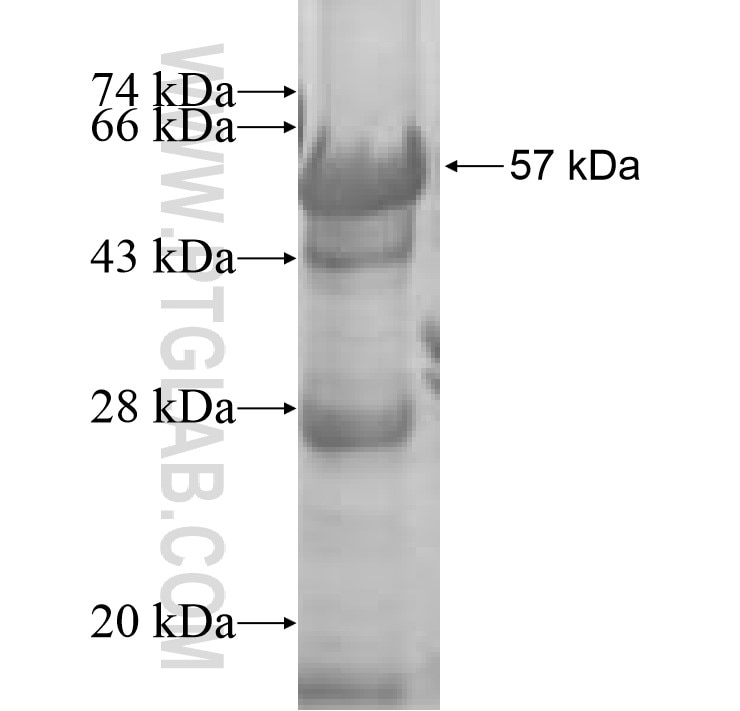 IMPA2 fusion protein Ag8755 SDS-PAGE
