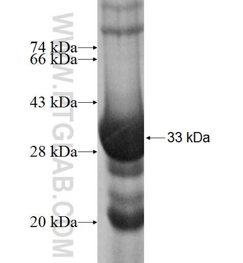 IMPA2 fusion protein Ag8831 SDS-PAGE