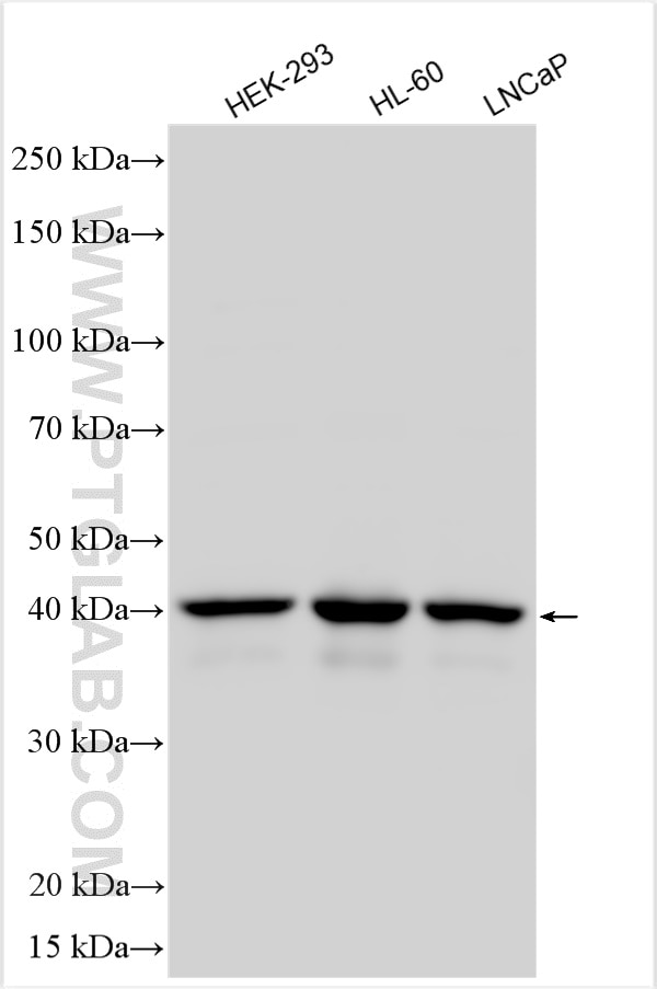 Western Blot (WB) analysis of various lysates using IMPACT Polyclonal antibody (16528-1-AP)