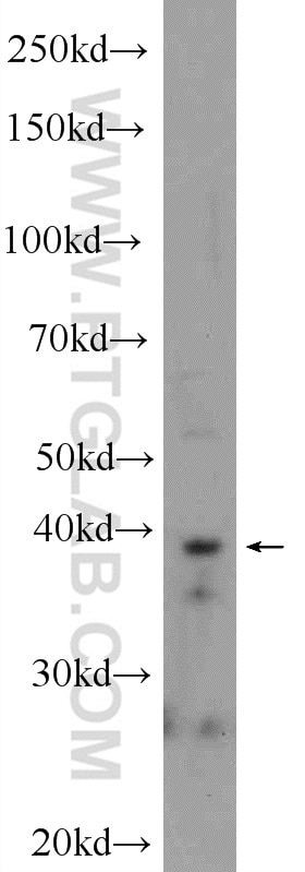 Western Blot (WB) analysis of 3T3-L1 cells using IMPAD1 Polyclonal antibody (25739-1-AP)