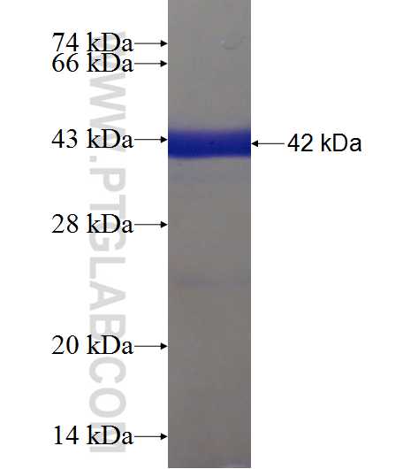 IMPAD1 fusion protein Ag22629 SDS-PAGE